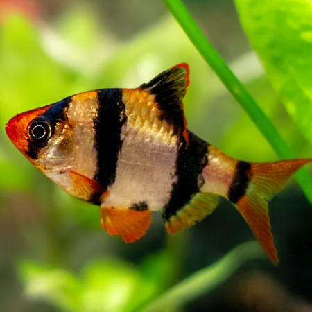 Sumatrabarbe - Barbus tetrazona