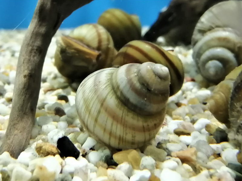 Sumpfdeckelschnecke - Viviparus viviparus