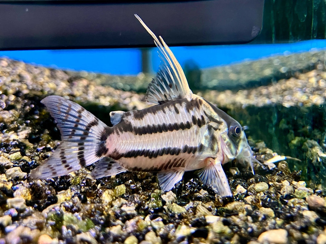 Super-Schwartz Panzerwels - Corydoras sp. super schwartzi "Highfin"