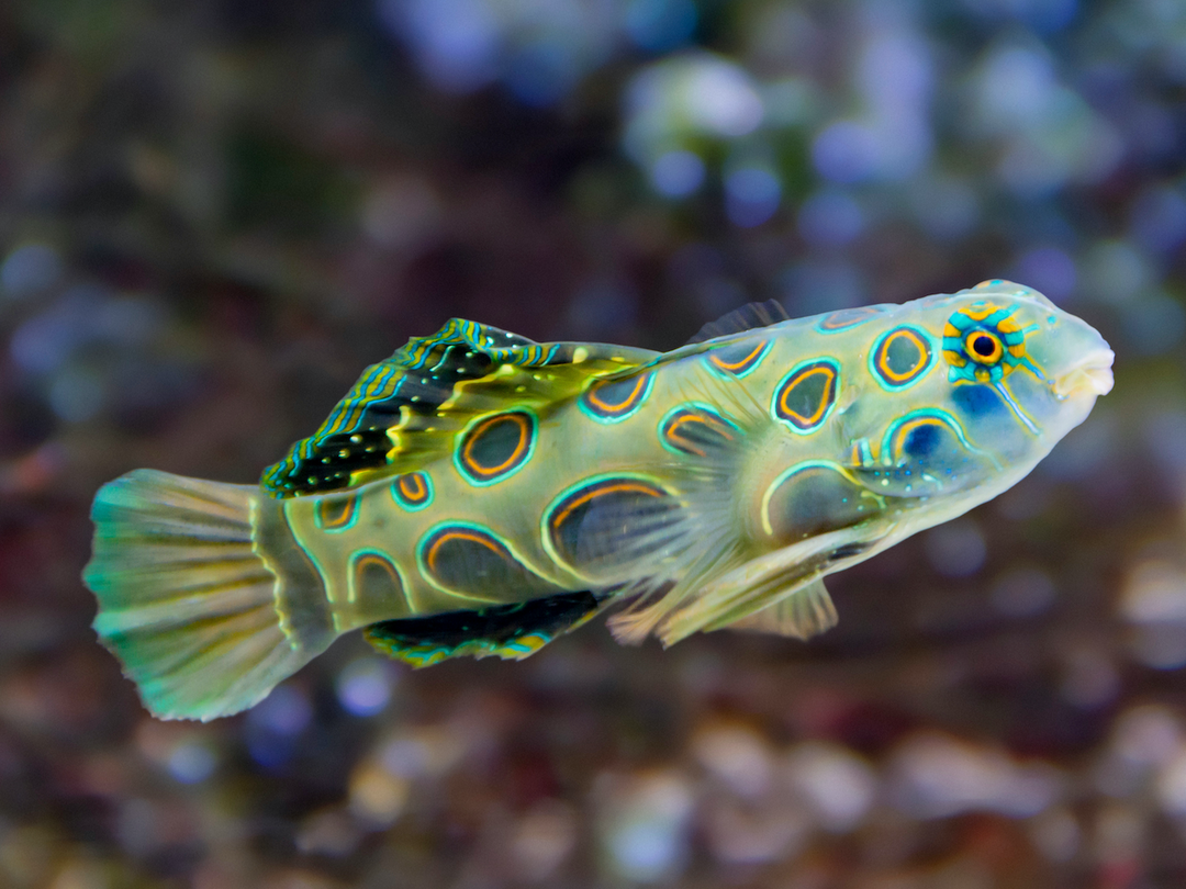 LSD Mandarinfisch - Pterosynchiropus picturatus