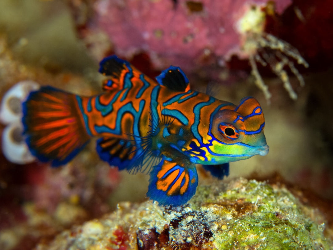 Mandarinfisch - Pterosynchiropus splendidus "Rot"