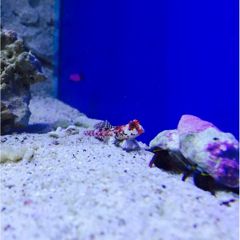 Stern Mandarinfisch - Synchiropus stellatus