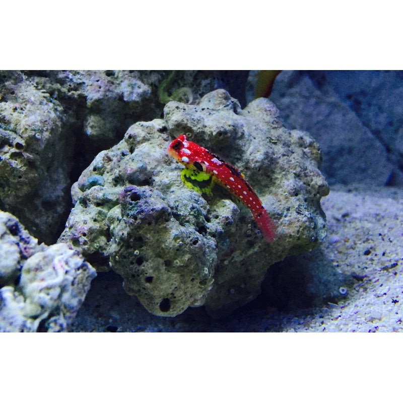 Roter Mandarinfisch - Synchiropus sycorax
