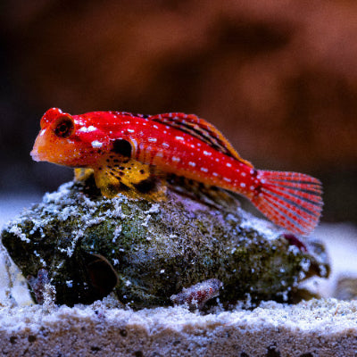 Roter Mandarinfisch - Synchiropus sycorax
