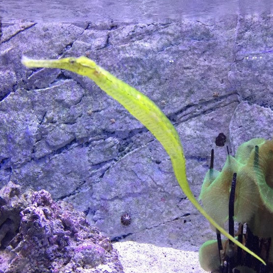 Dreieckige Seenadel - Syngnathoides biaculeatus