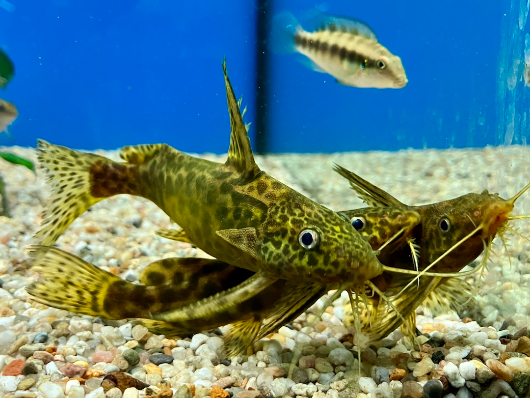 Marmorierter Fiederbartwels - Synodontis schoutedeni