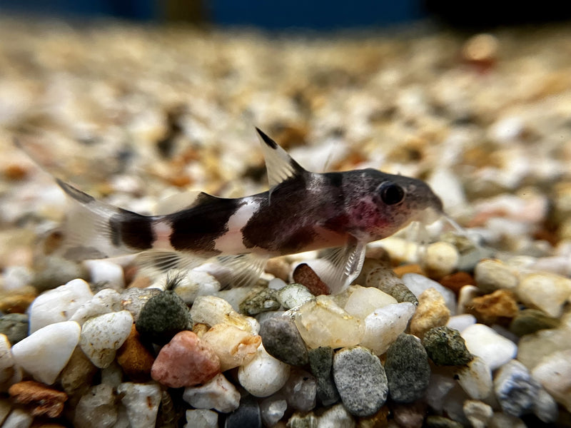 Valentine Fiederbartwels - Synodontis valentiana