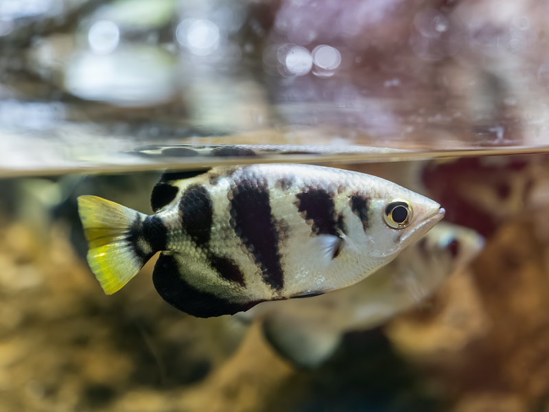 Schützenfisch - Taxotes jaculatrix