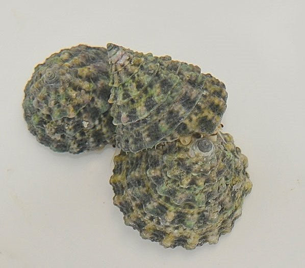 Turboschnecke - Tectus fenestratus