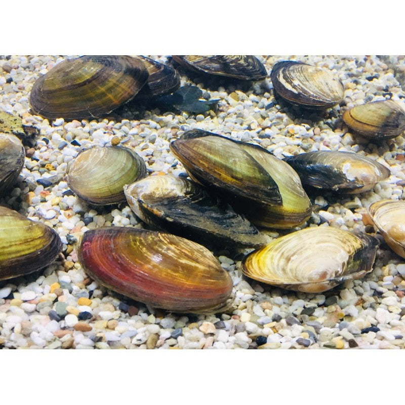 Große Teichmuschel - Anodonta cygnea