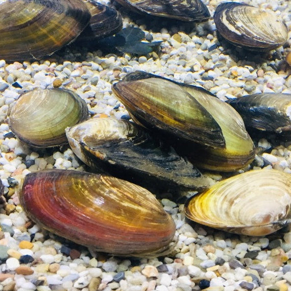 Große Teichmuschel - Anodonta cygnea