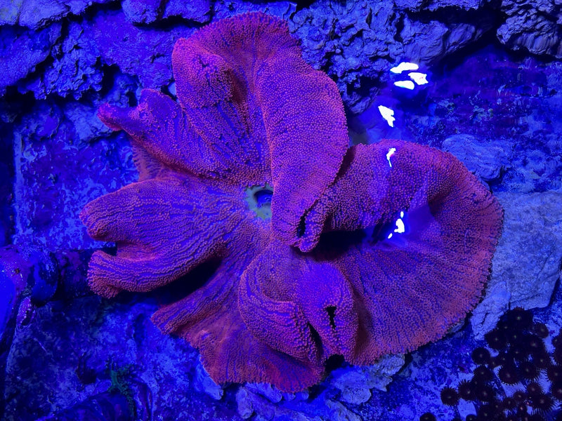 Teppichanemone "super red"  - Stichodactyla haddoni