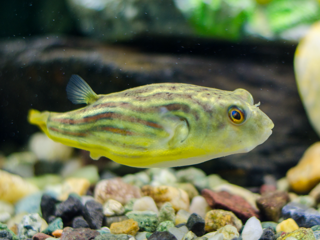 Nilkugelfisch - Tetraodon lineatus