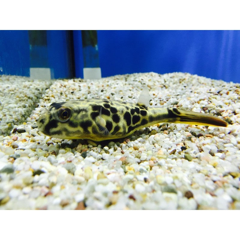 Goldringelkugelfisch - Tetraodon mbu