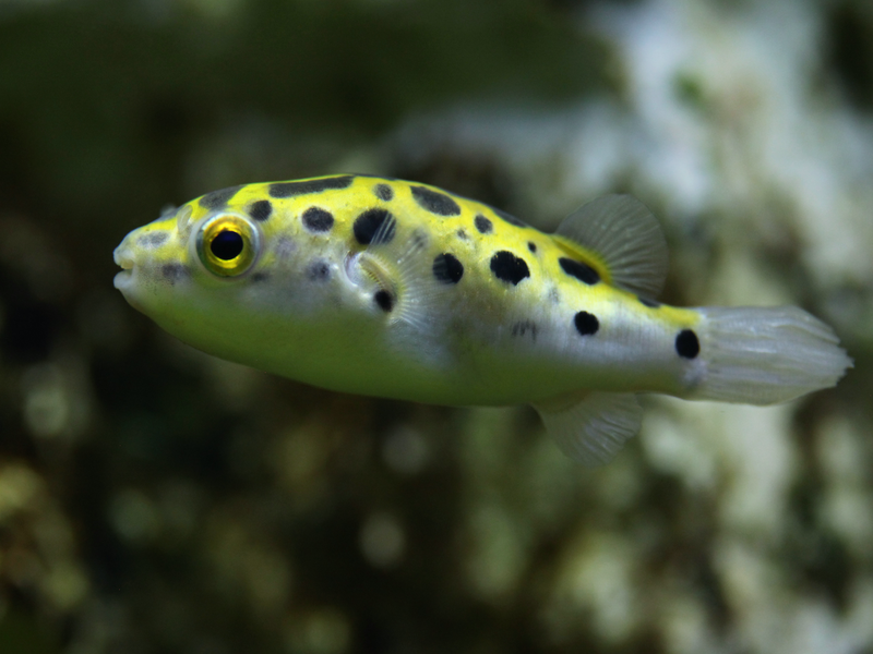 Grüner Kugelfisch  - Dichotomyctere (Tetraodon) nigroviridis