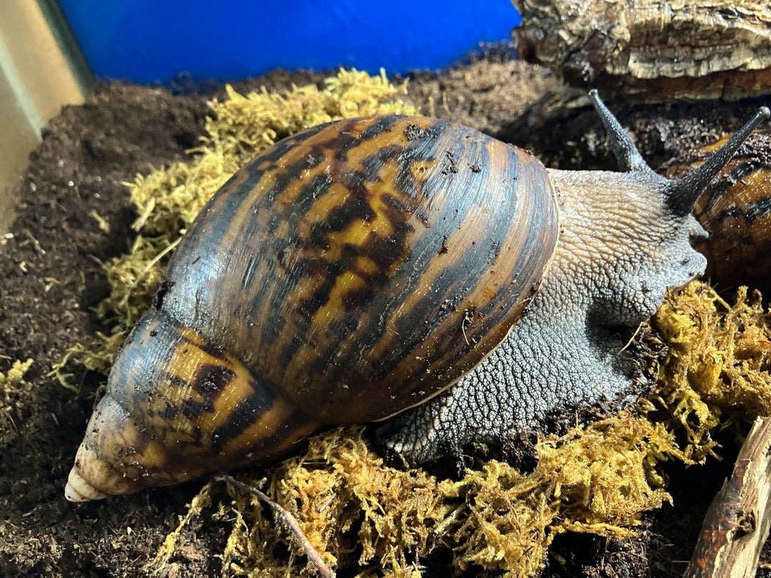Tigerachatschnecke - Achatina achatina