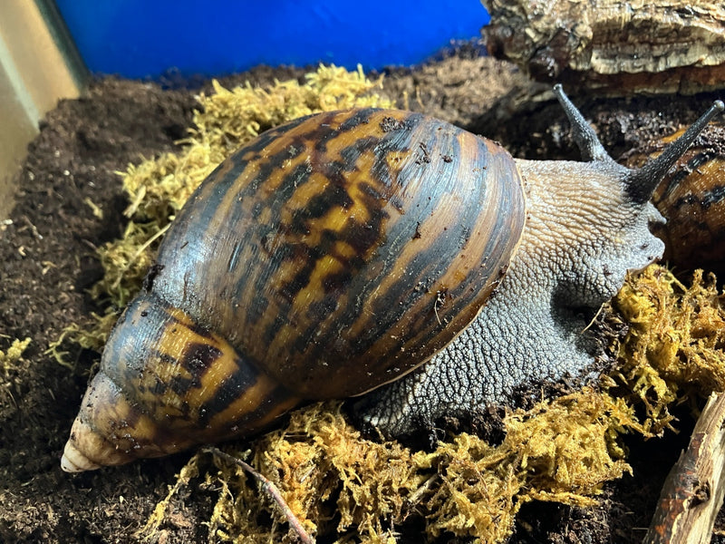 Tigerachatschnecke - Achatina achatina