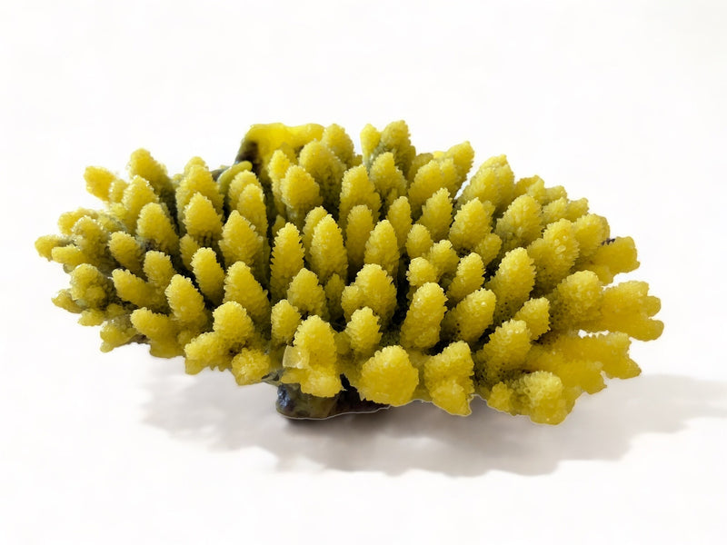 TMC Acropora gelb 21x15x9cm