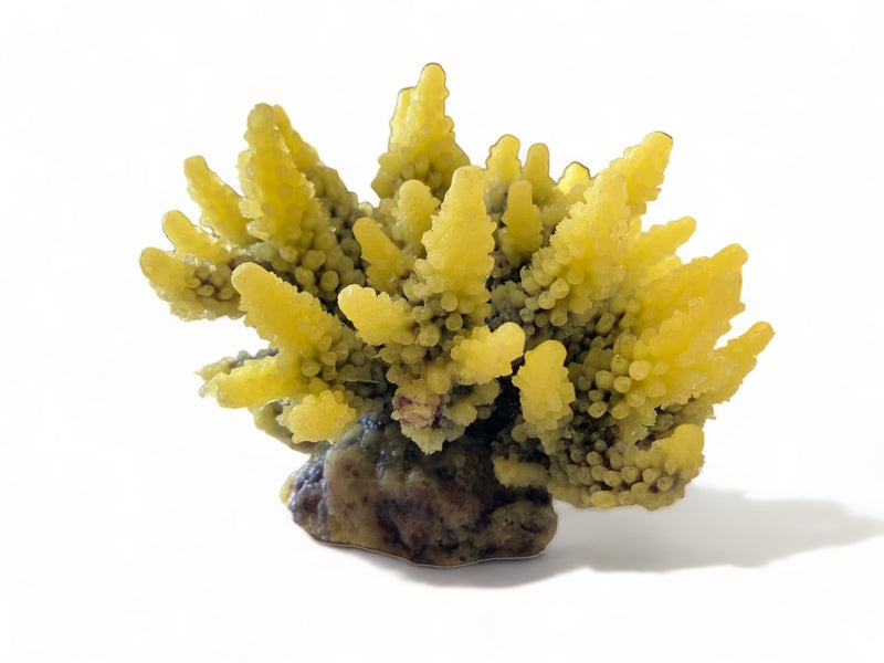 TMC Acropora gelb/grün 11,5x10x9cm