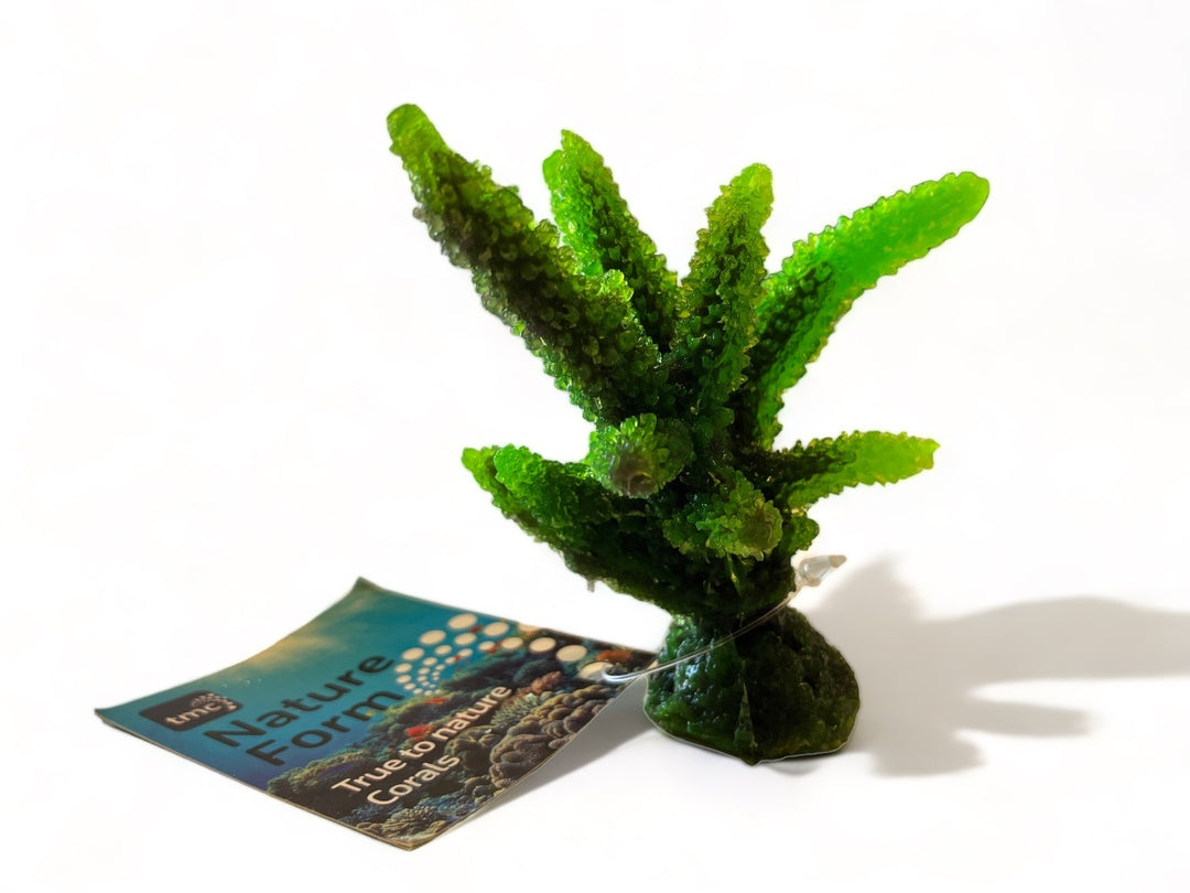 TMC Acropora grün 8x6,5x8cm