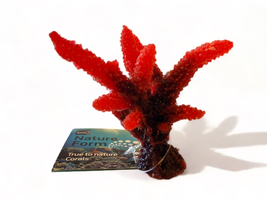 TMC Acropora rot 8x6,5x8cm