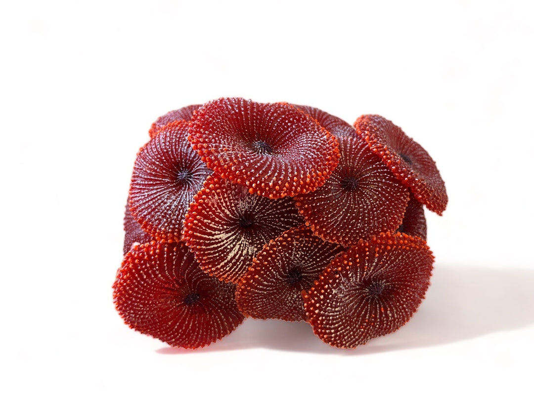 TMC Discosoma rot  9,5x7,5x4,5cm