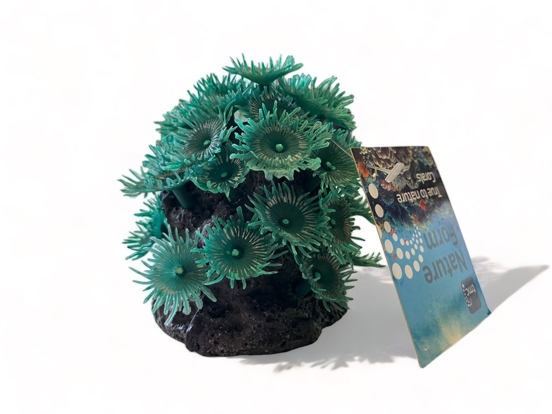 TMC Krustenanemone Palythoa sp. 7,5x7x8cm