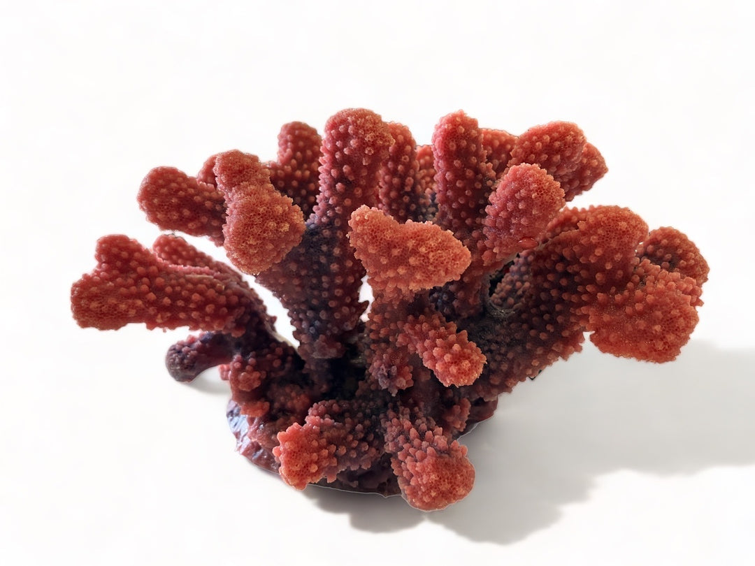 TMC Pocillopora pink/lila 24x21x13,5cm