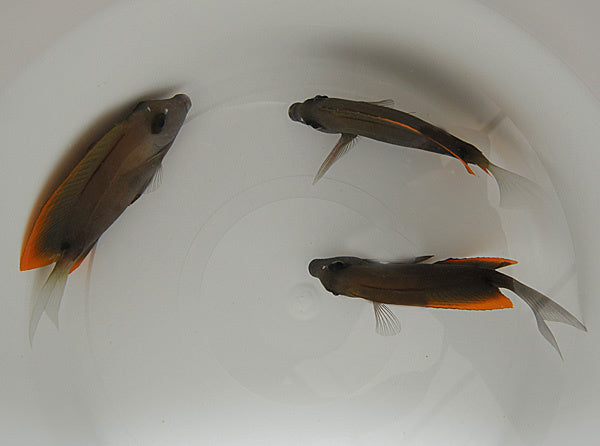 Tomini Borstenzahndoktorfisch
