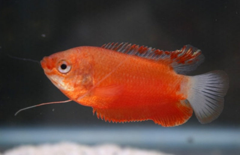 Dicklippiger Fadenfisch "Rot"