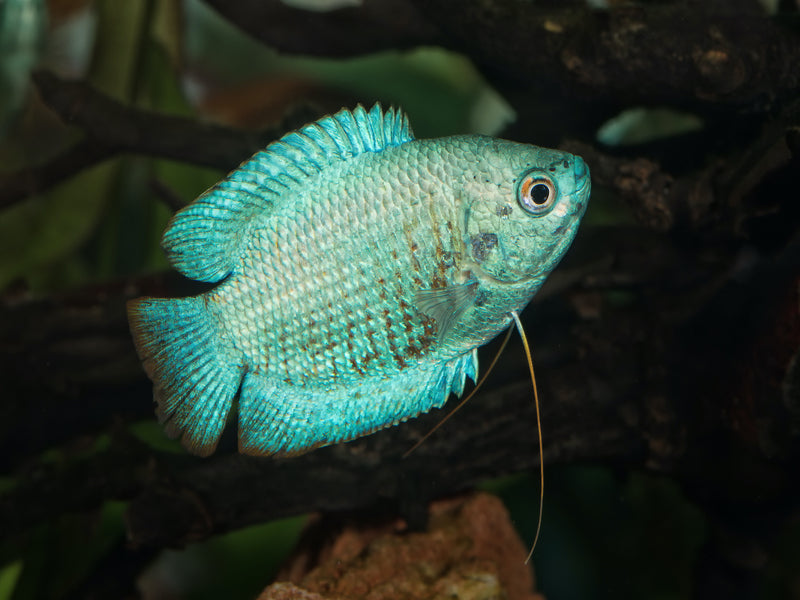 Zwergfadenfisch - Trichogaster lalius "Kobalt"