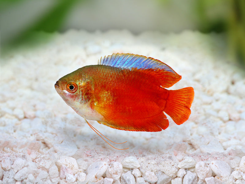 Zwergfadenfisch - Trichogaster lalius "Rot"