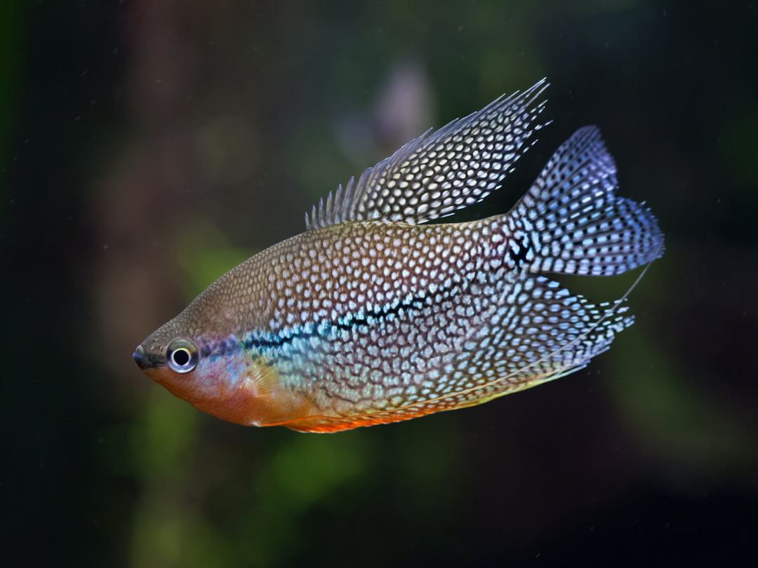 Mosaikfadenfisch - Trichopodus  leeri