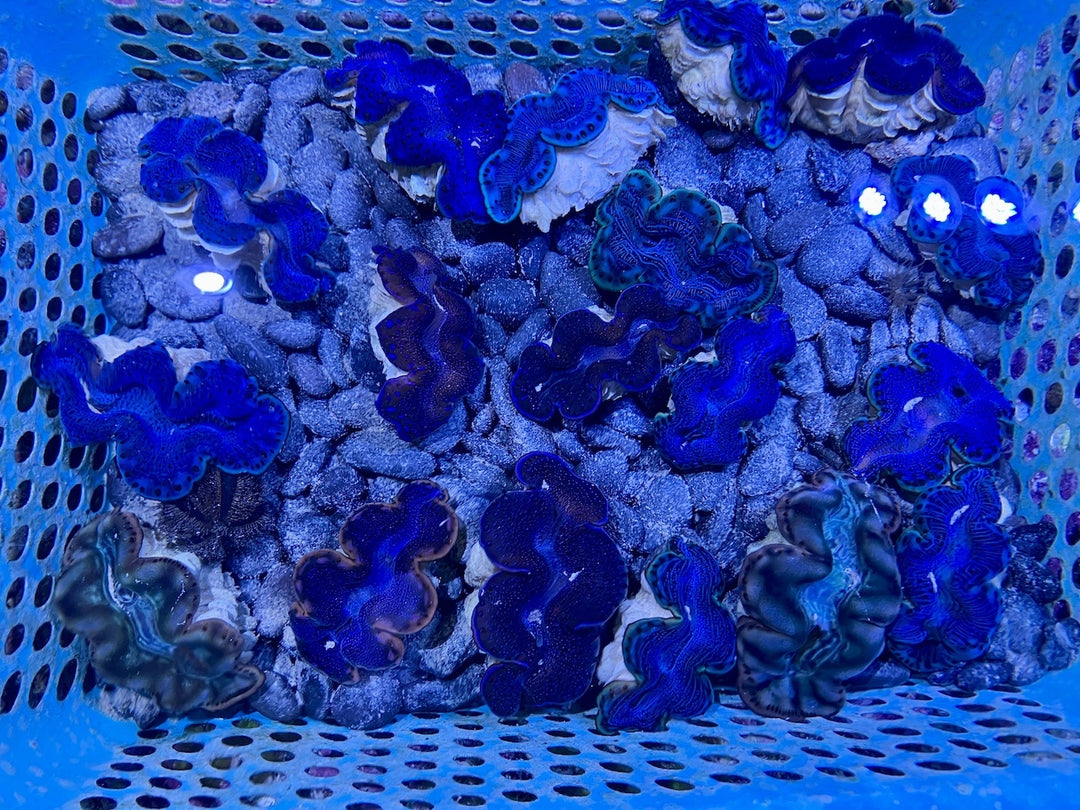 Mördermuschel - Tridacna maxima "Ultra Blau 6-8cm"