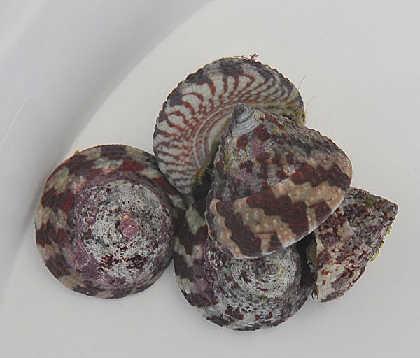 Gestreifte Turboschnecke - Trochus radiatus