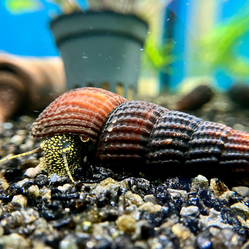 Goldpunkt Towutischnecke - Tylomelania towutensis