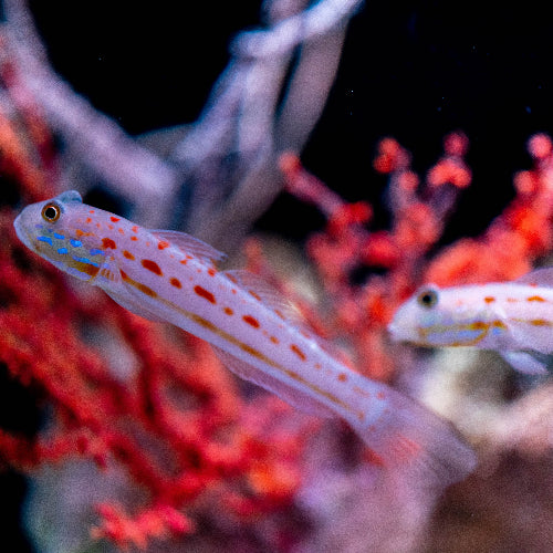 Maiden Schläfergrundel - Valenciennea puellaris PAAR
