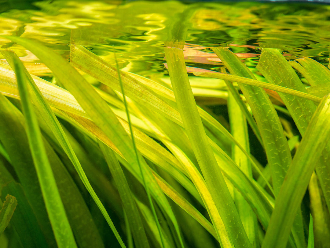 Riesen Vallisnerie - Vallisneria gigantea