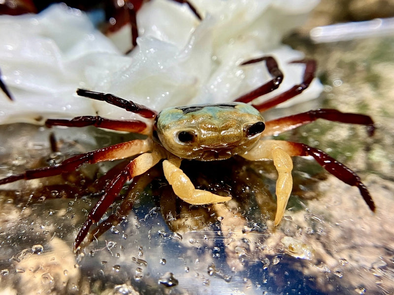 Vampirkrabbe - Lepidothelphusa spec. "Yellow witcher"