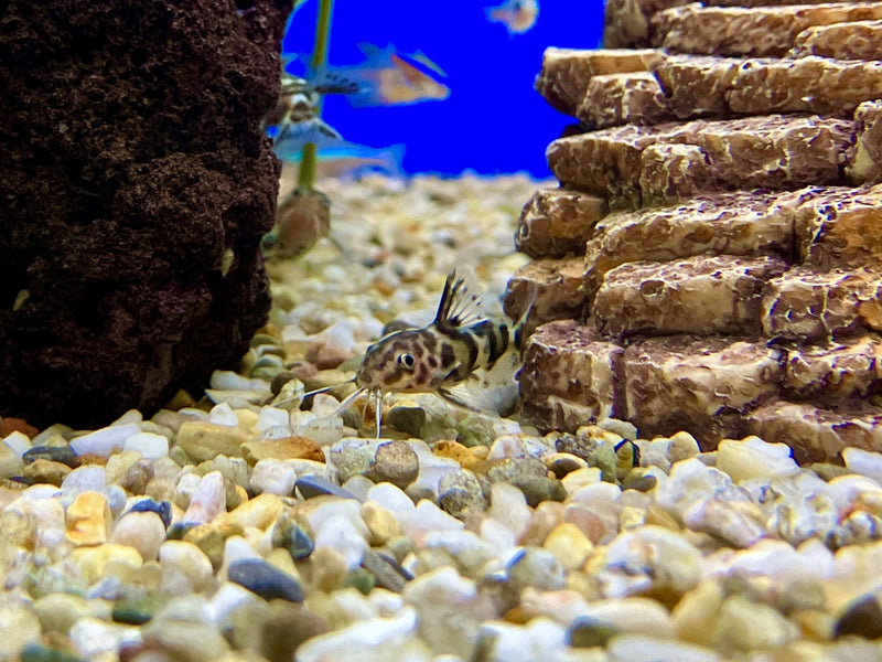 Vielpunkt Kuckuckswwels - Synodontis multipunctatus