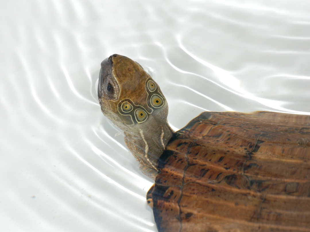 Vietnamesische Pfauenaugenschildkröte - Sacalia quadriocellata