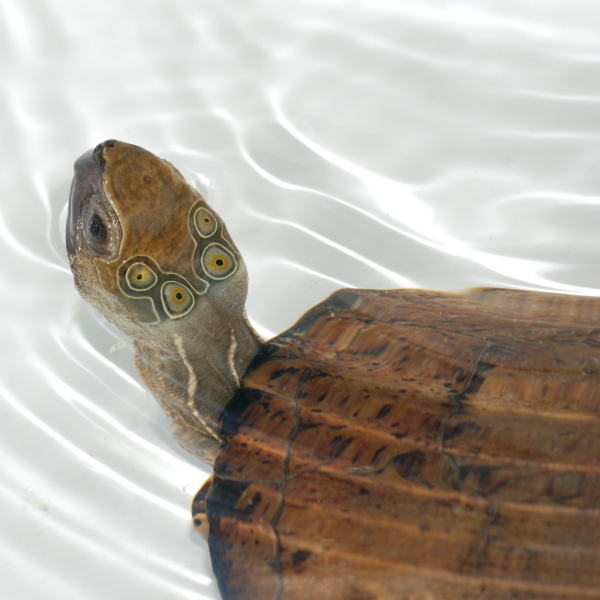 Vietnamesische Pfauenaugenschildkröte - Sacalia quadriocellata NZ 2025 RARITÄT