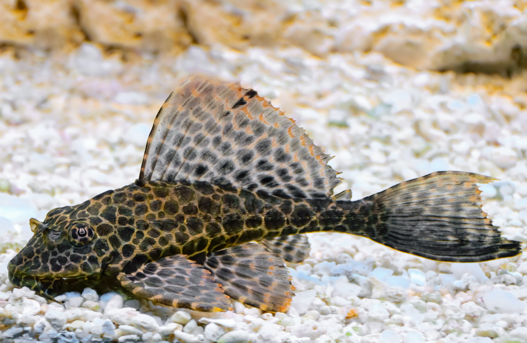 Wabenschilderwels - Glyptoperichthys gibbiceps