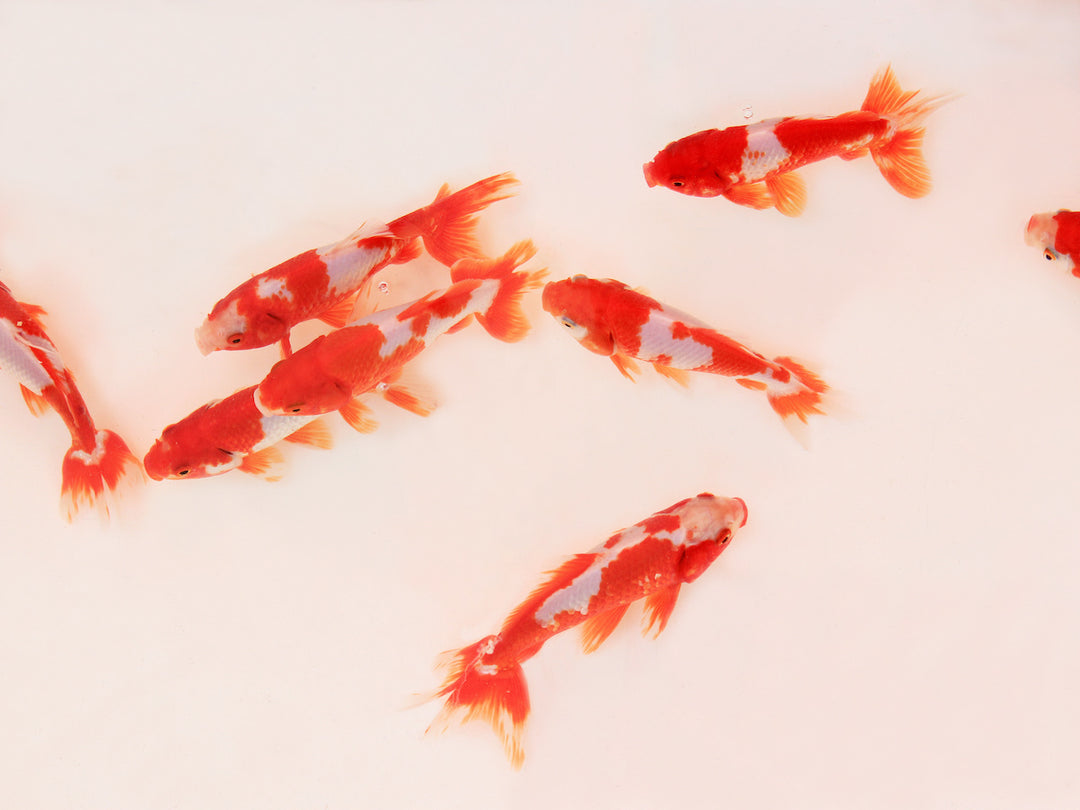 Goldfisch Wakin "Rot/Weiss" - Carassius auratus 7-10cm