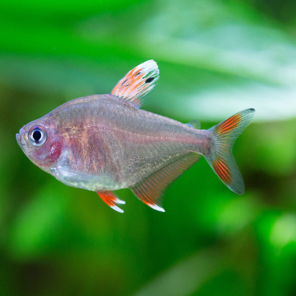 Weissflossen Schmucksalmler - Hyphessobrycon rosaceus