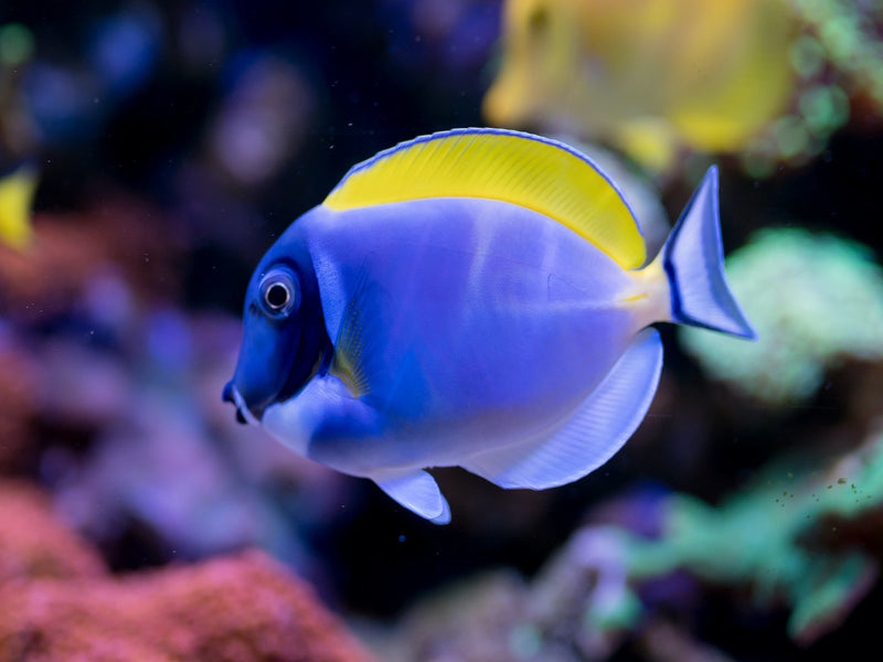 Weißkehldoktor - Acanthurus leucosternon