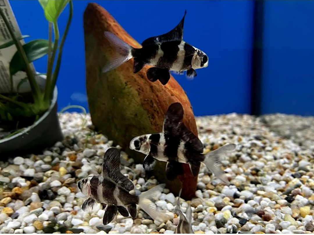 Wimpelkarpfen - Myxocyprinus asiaticus