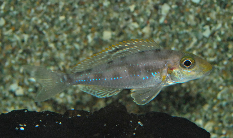 Schmetterlings Sandcichlide - Xenotilapia papilio