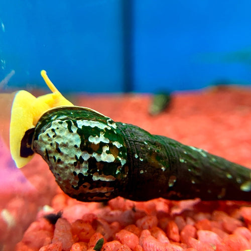 Turmdeckelschnecke - Tylomelania sp. "orange"