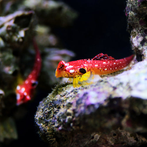 Roter Mandarinfisch - Synchiropus sycorax "Paar"